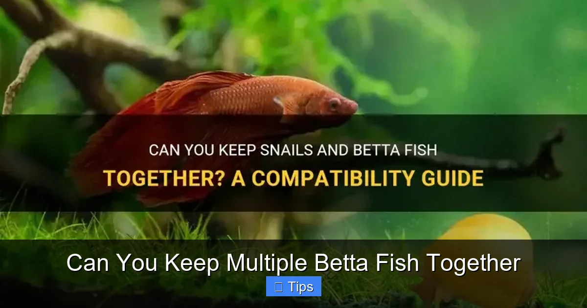 Can You Keep Multiple Betta Fish Together