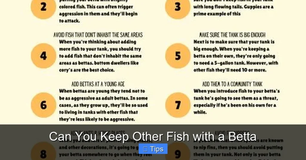 Can You Keep Other Fish with a Betta