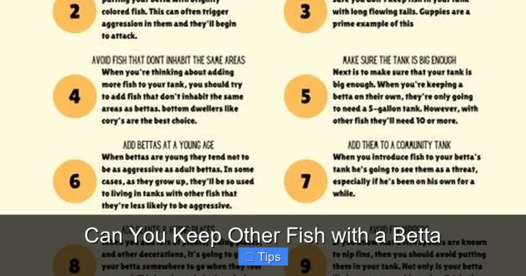 Can You Keep Other Fish with a Betta