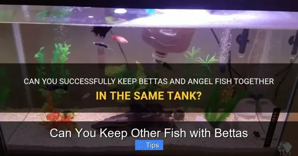 Can You Keep Other Fish with Bettas