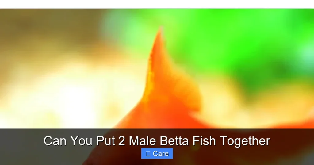 Can You Put 2 Male Betta Fish Together