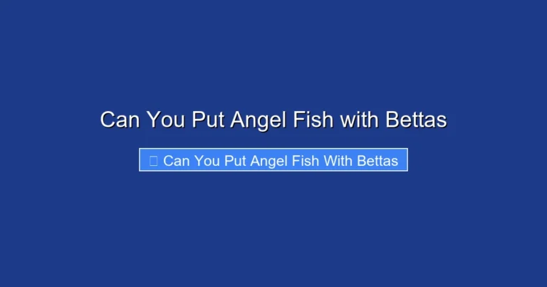 Can You Put Angel Fish with Bettas