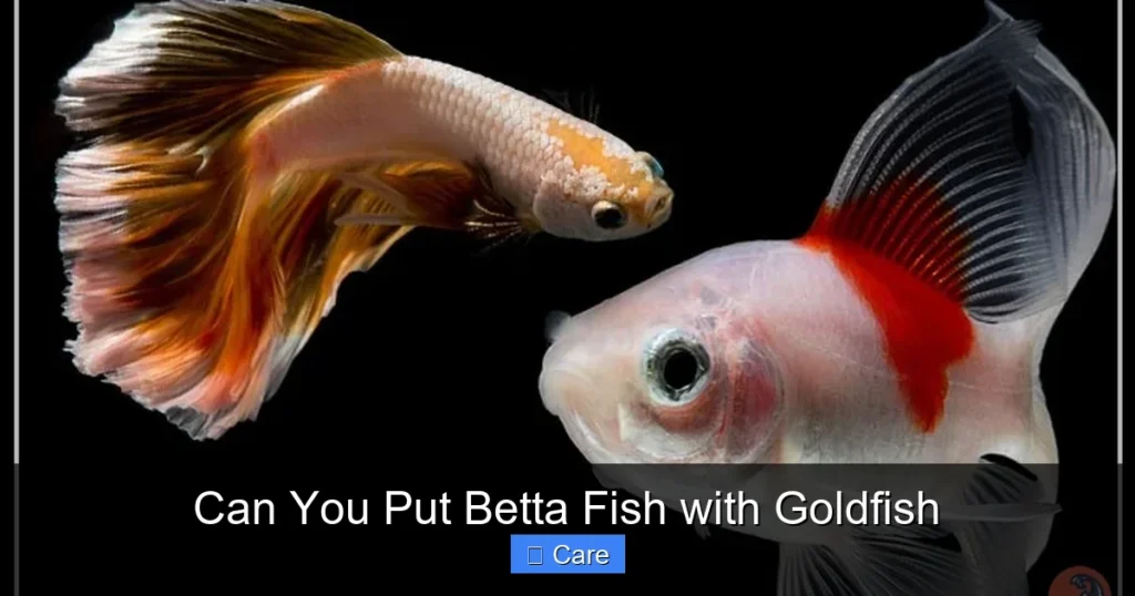 Can You Put Betta Fish with Goldfish
