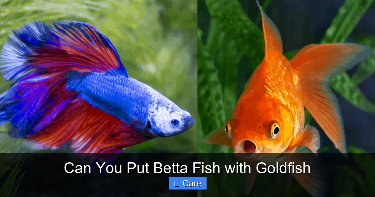 Can You Put Betta Fish with Goldfish