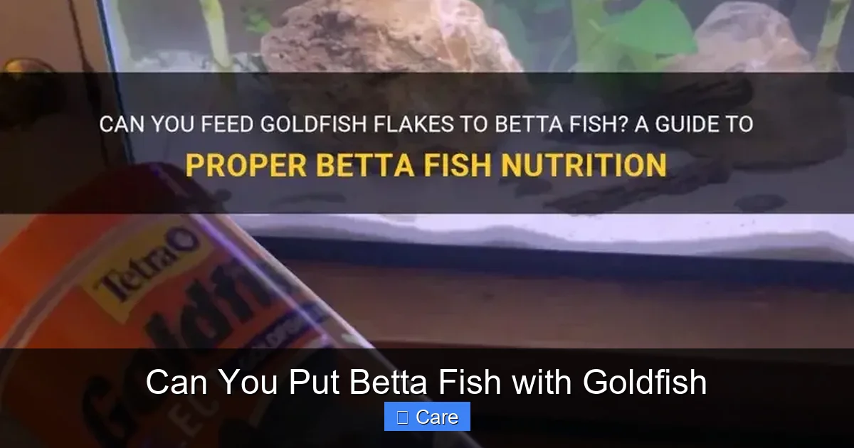 Can You Put Betta Fish with Goldfish