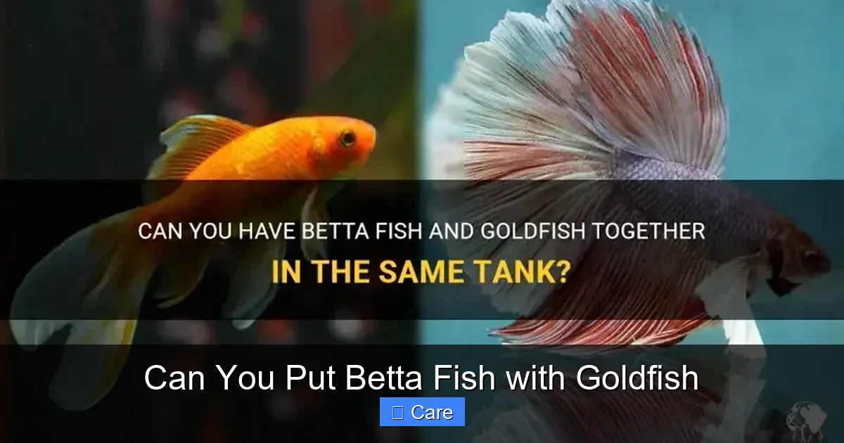 Can You Put Betta Fish with Goldfish
