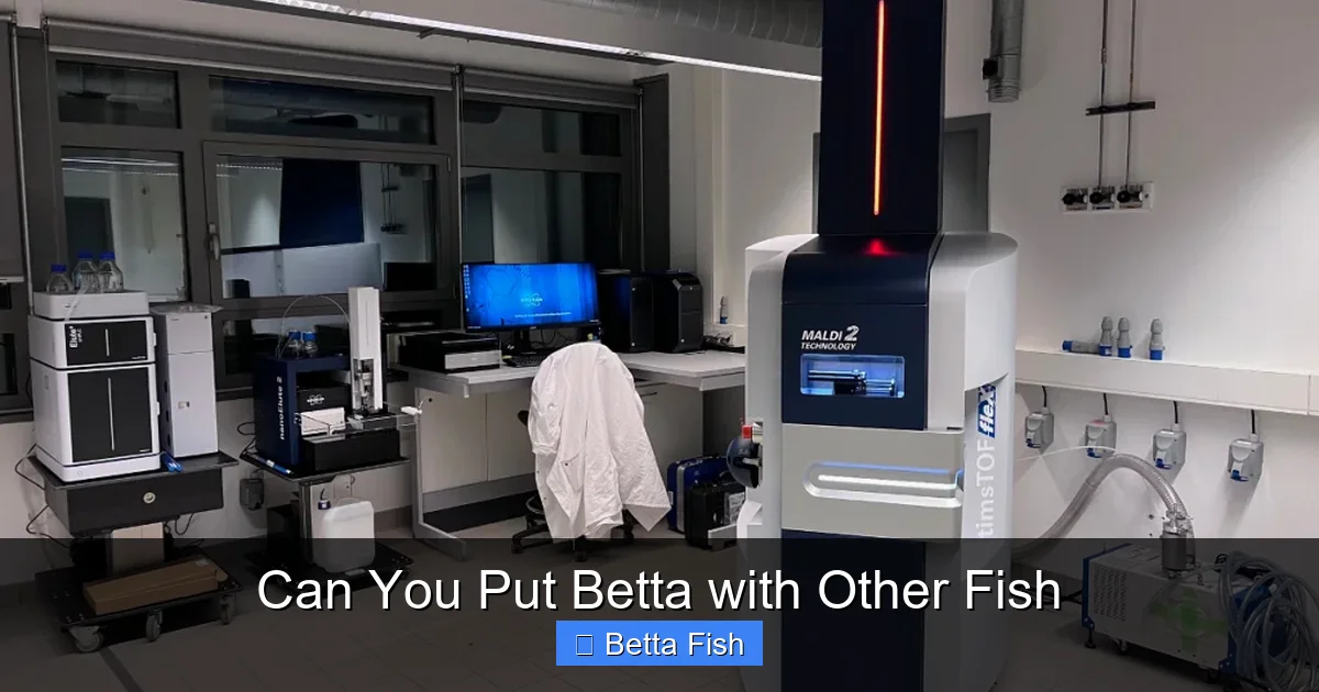 Can You Put Betta with Other Fish