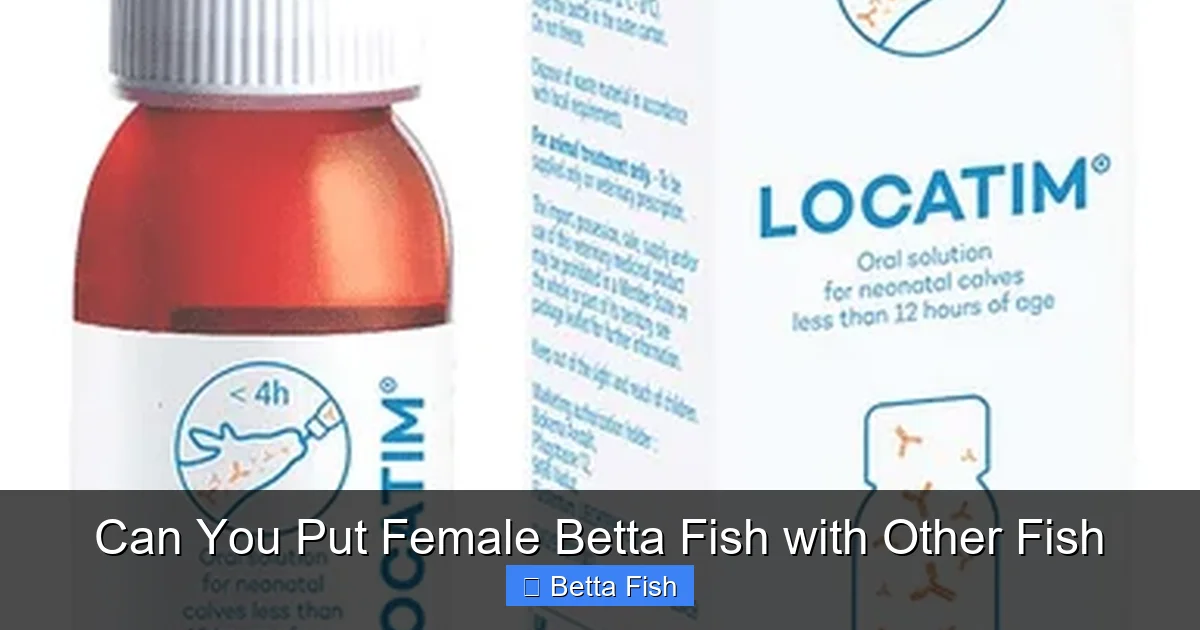 Can You Put Female Betta Fish with Other Fish
