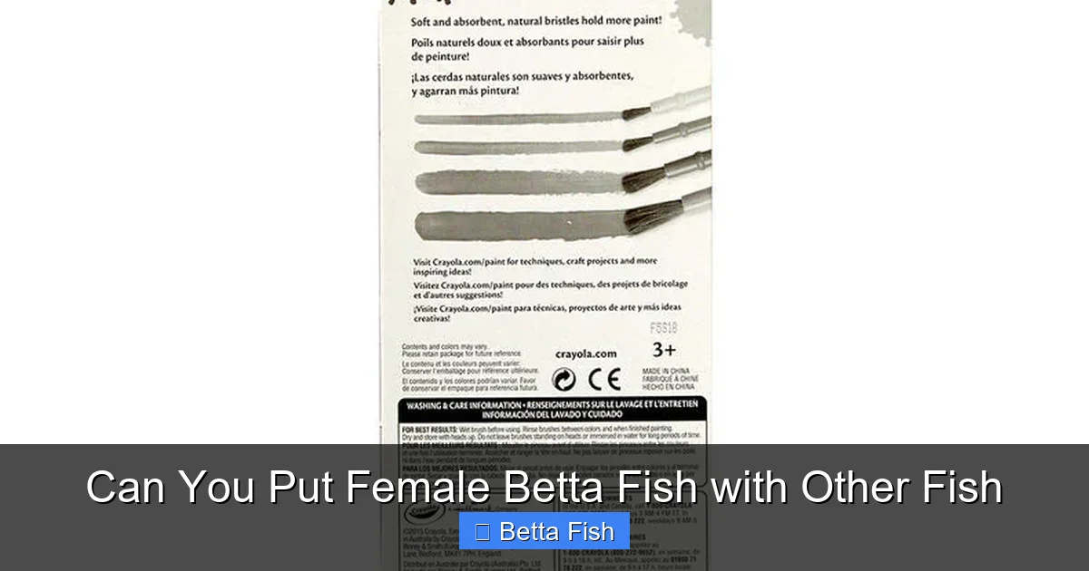 Can You Put Female Betta Fish with Other Fish