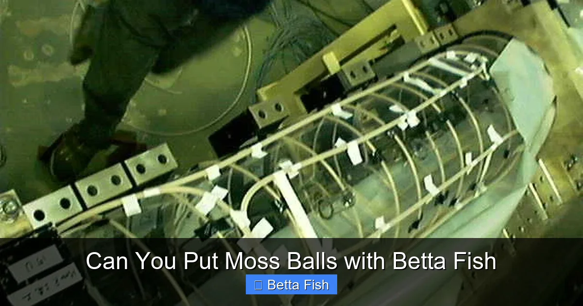 Can You Put Moss Balls with Betta Fish
