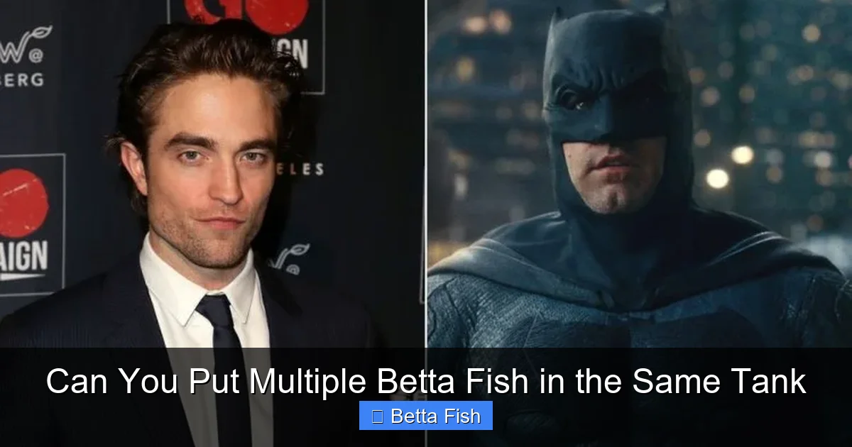 Can You Put Multiple Betta Fish in the Same Tank