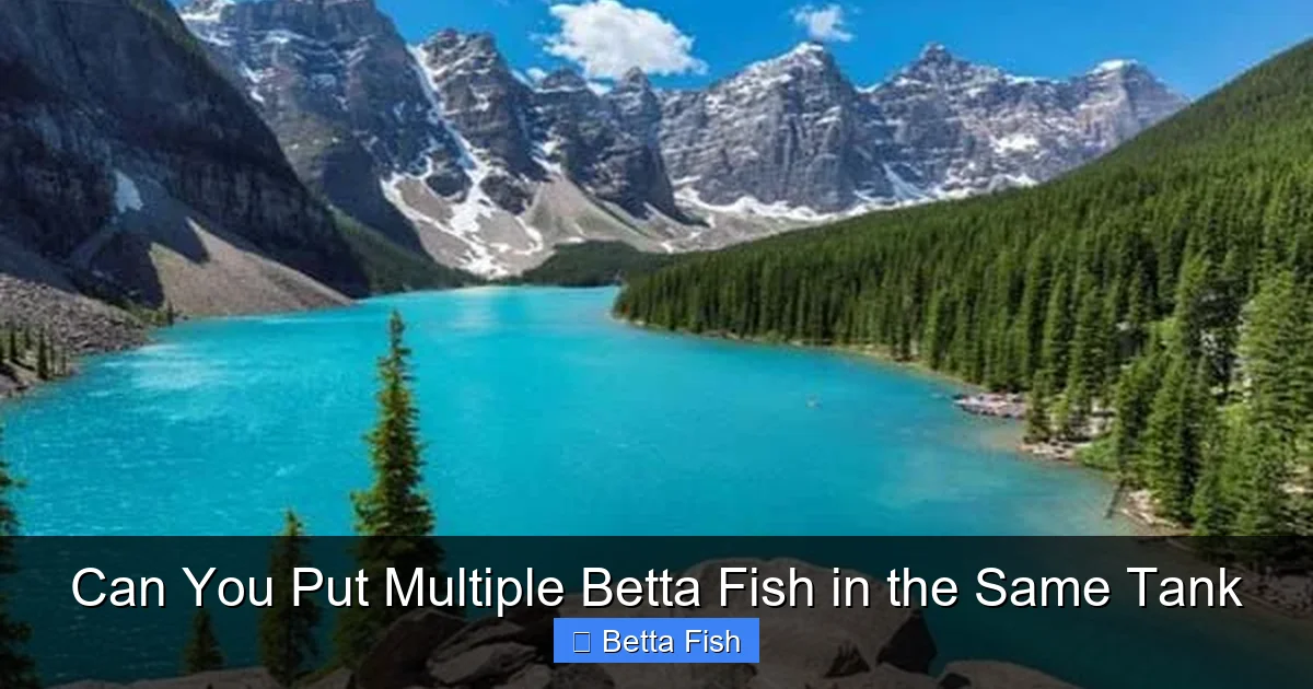 Can You Put Multiple Betta Fish in the Same Tank