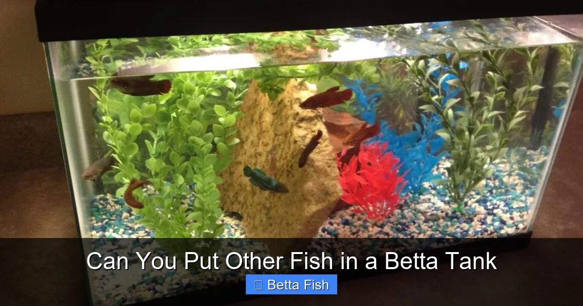 Can You Put Other Fish in a Betta Tank