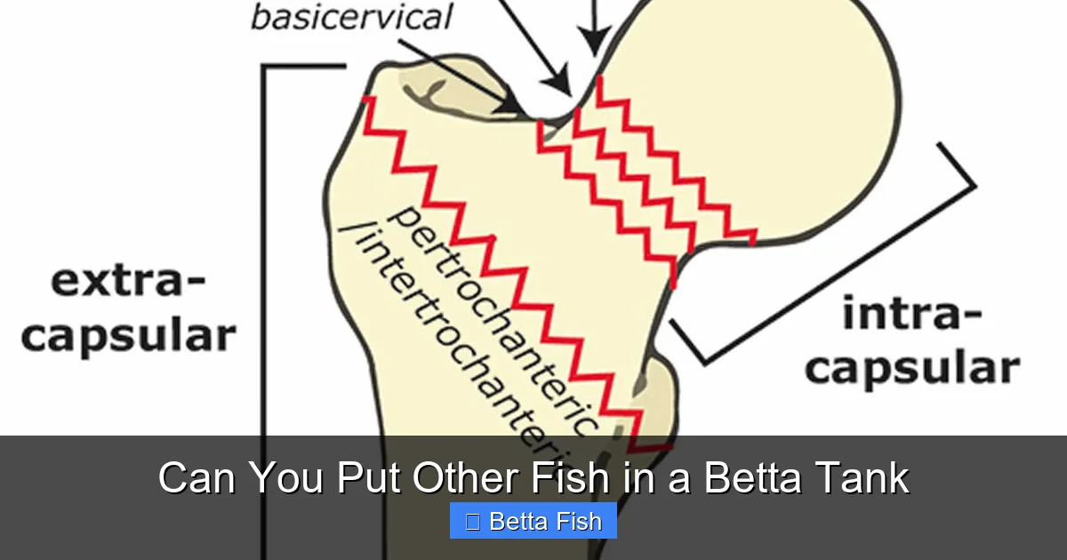 Can You Put Other Fish in a Betta Tank