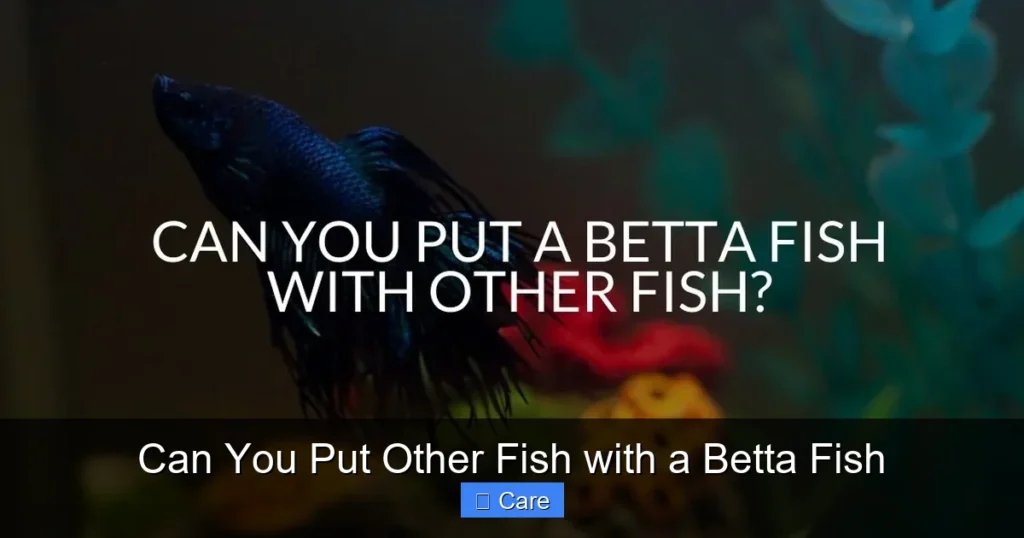 Can You Put Other Fish with a Betta Fish