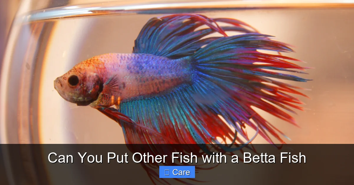 Can You Put Other Fish with a Betta Fish