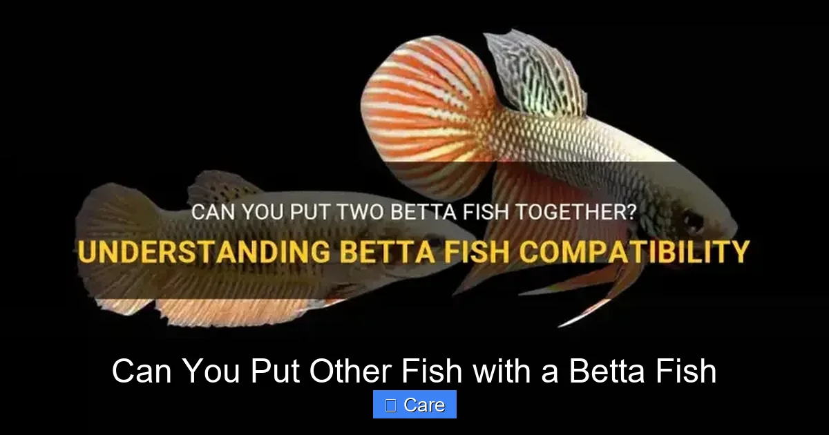 Can You Put Other Fish with a Betta Fish