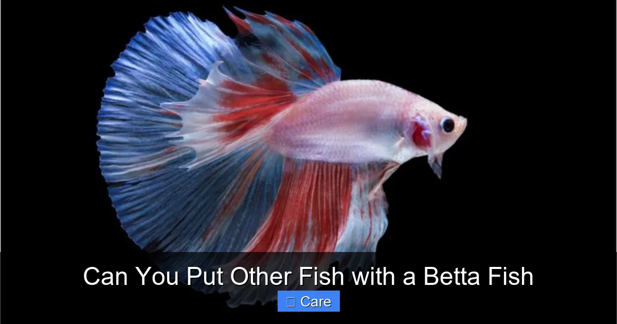Can You Put Other Fish with a Betta Fish