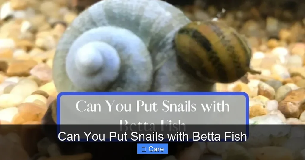Can You Put Snails with Betta Fish