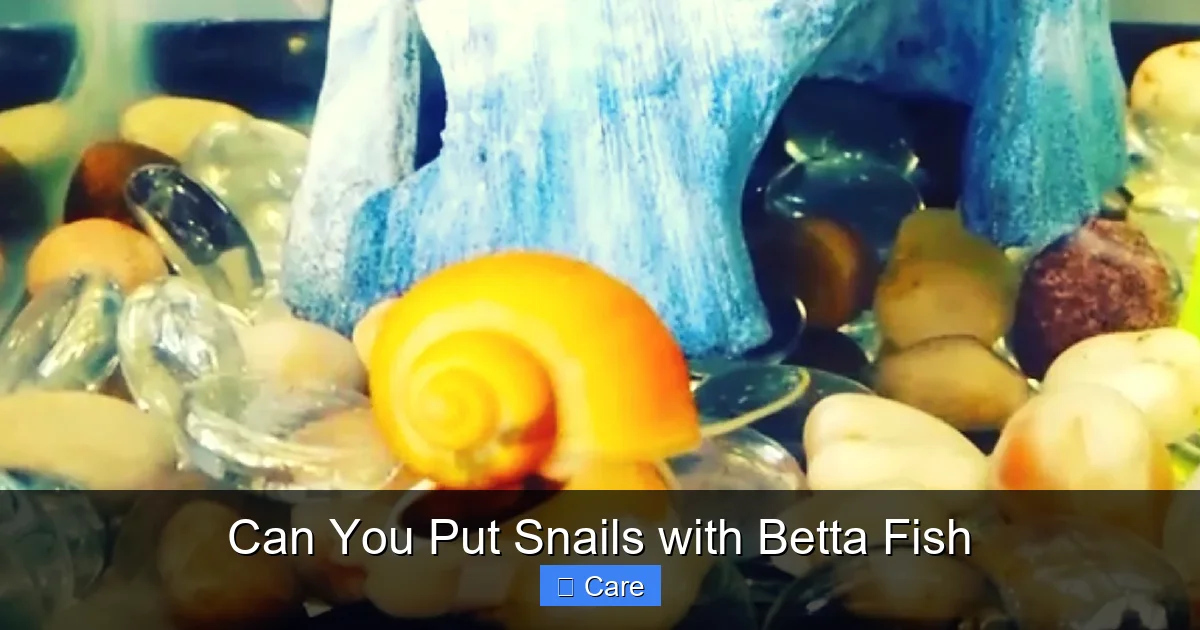 Can You Put Snails with Betta Fish