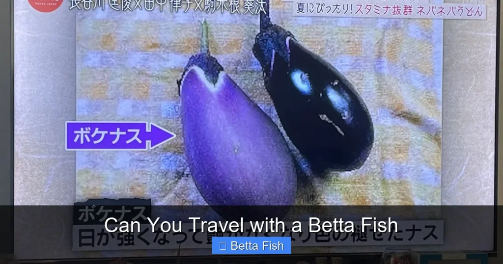Can You Travel with a Betta Fish