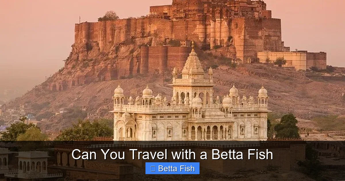 Can You Travel with a Betta Fish