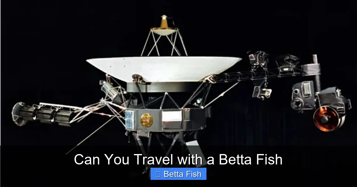 Can You Travel with a Betta Fish