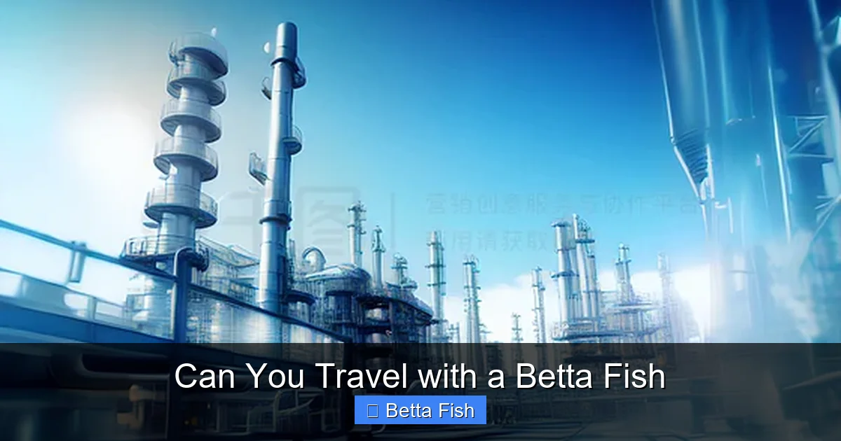 Can You Travel with a Betta Fish