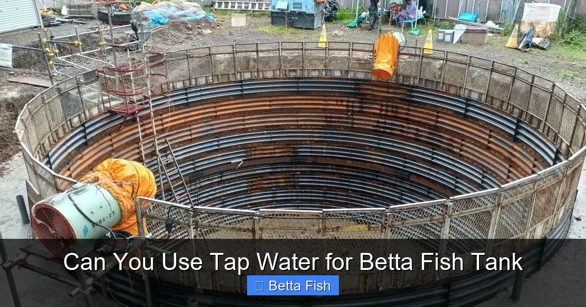 Can You Use Tap Water for Betta Fish Tank