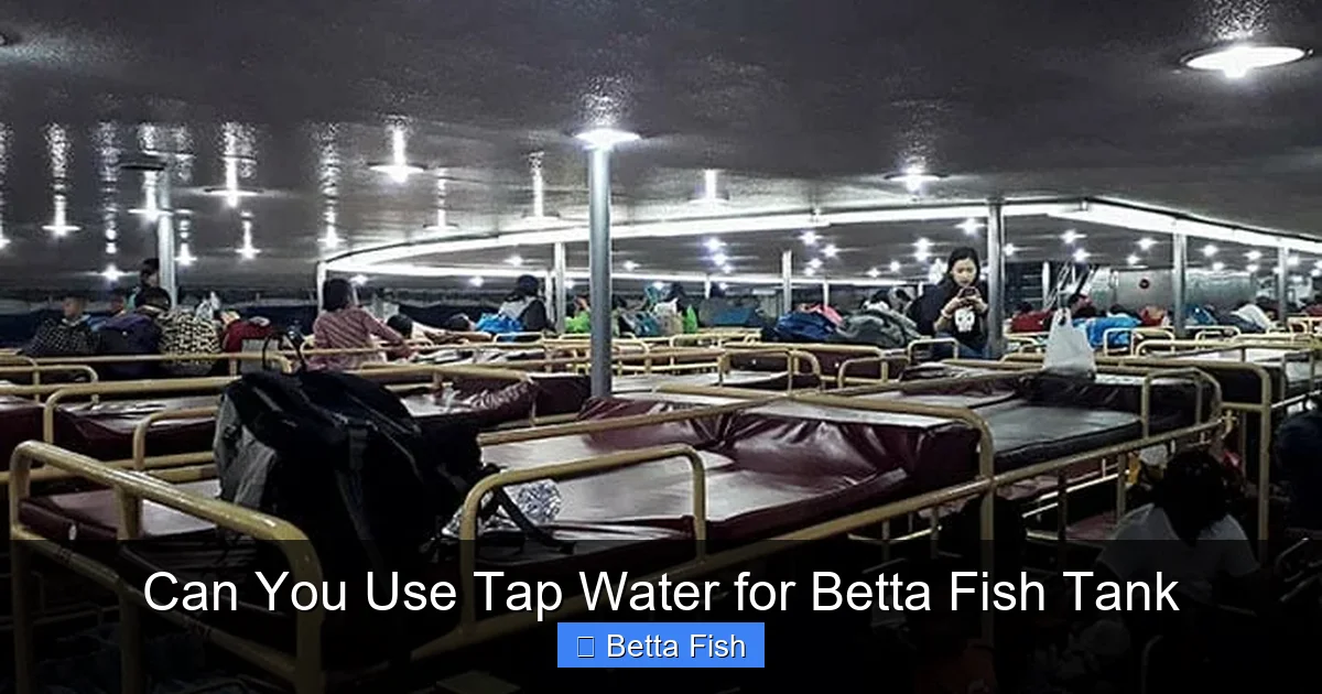 Can You Use Tap Water for Betta Fish Tank