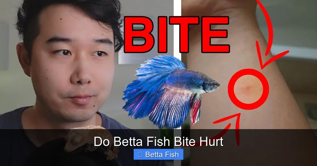 Do Betta Fish Bite Hurt