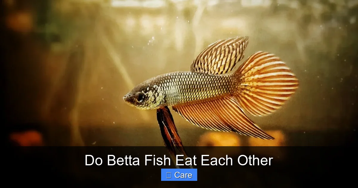 Do Betta Fish Eat Each Other