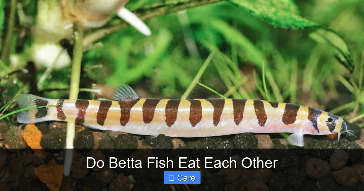 Do Betta Fish Eat Each Other