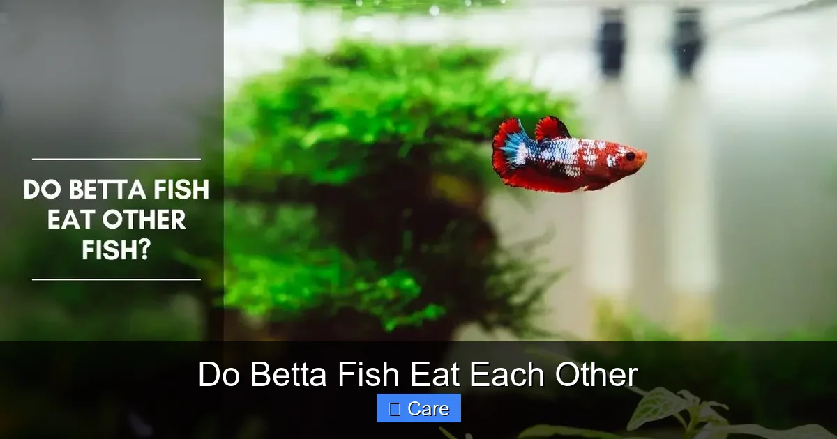 Do Betta Fish Eat Each Other