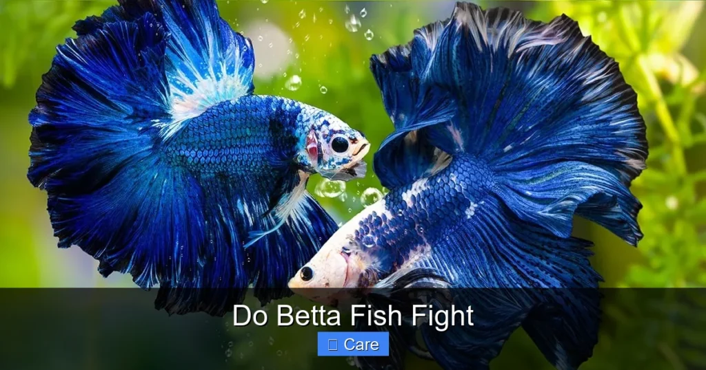 Do Betta Fish Fight