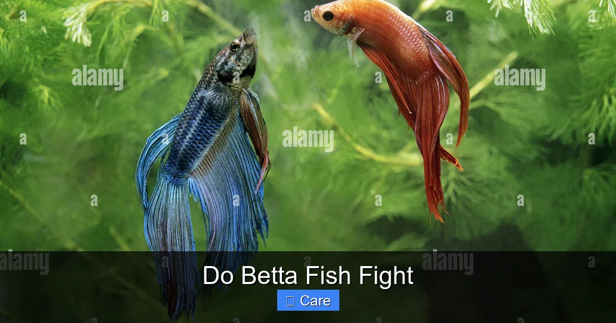 Do Betta Fish Fight