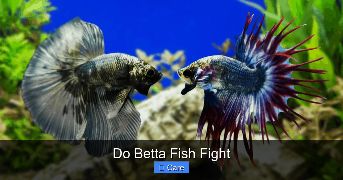 Do Betta Fish Fight