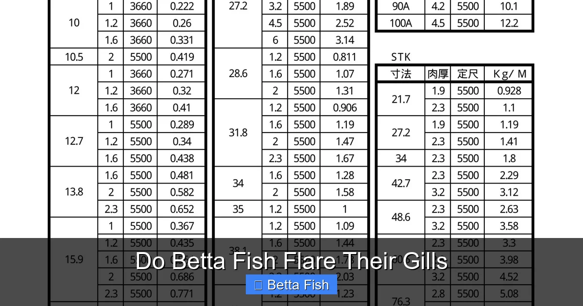 Do Betta Fish Flare Their Gills