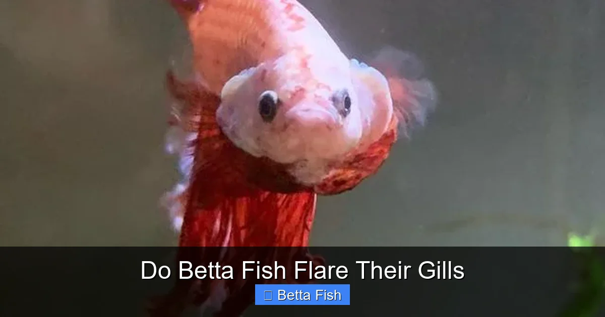 Do Betta Fish Flare Their Gills