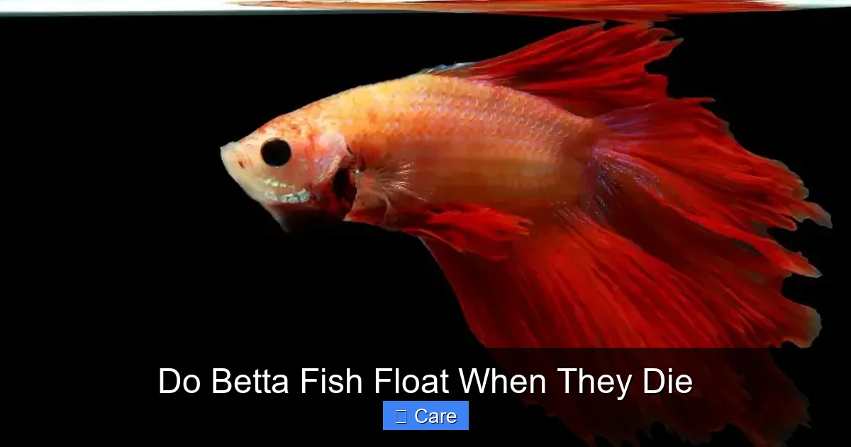 Do Betta Fish Float When They Die