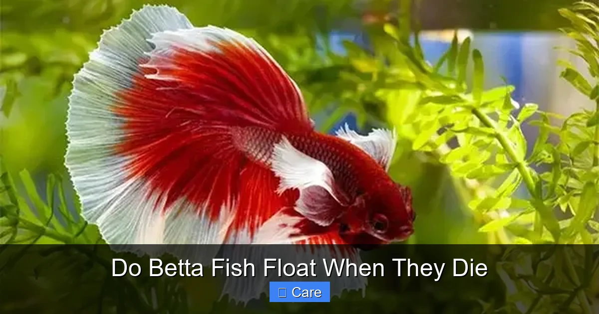 Do Betta Fish Float When They Die