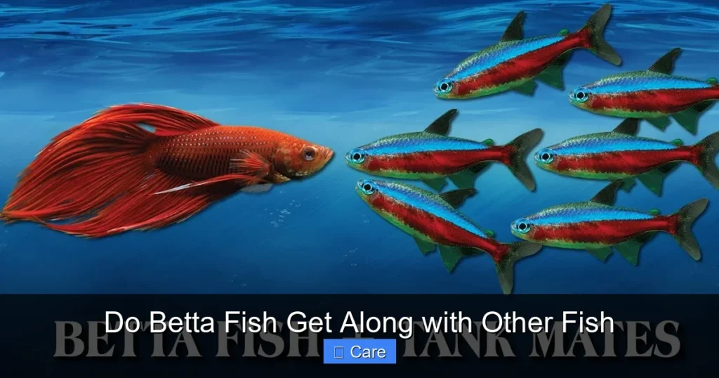 Do Betta Fish Get Along with Other Fish