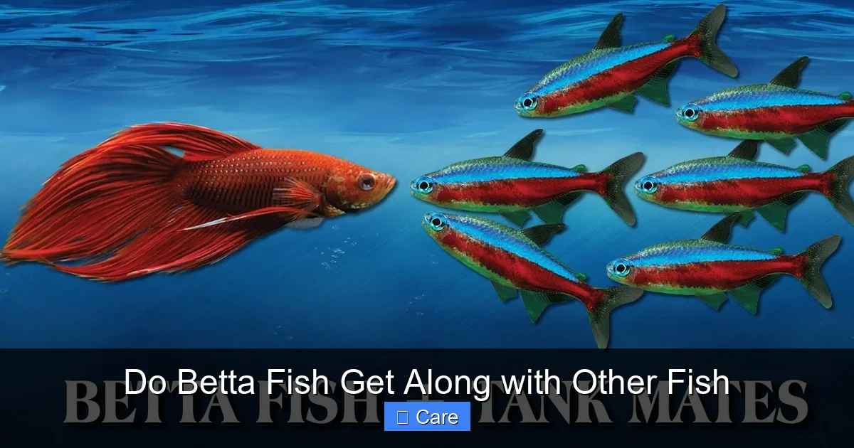 Do Betta Fish Get Along with Other Fish