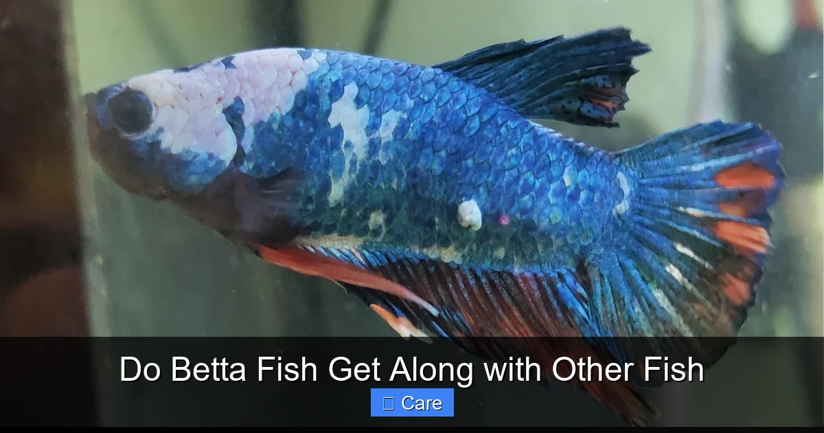 Do Betta Fish Get Along with Other Fish