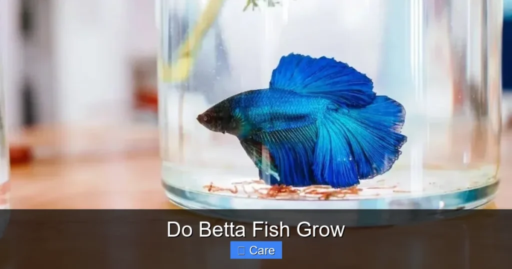 Do Betta Fish Grow