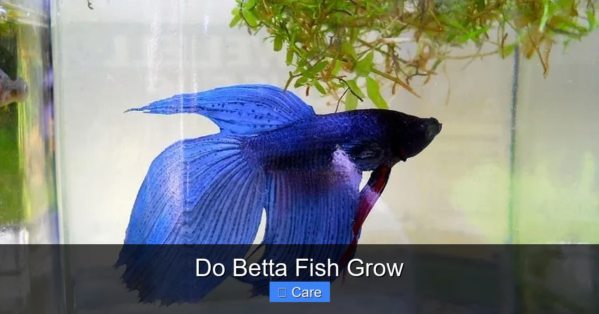 Do Betta Fish Grow