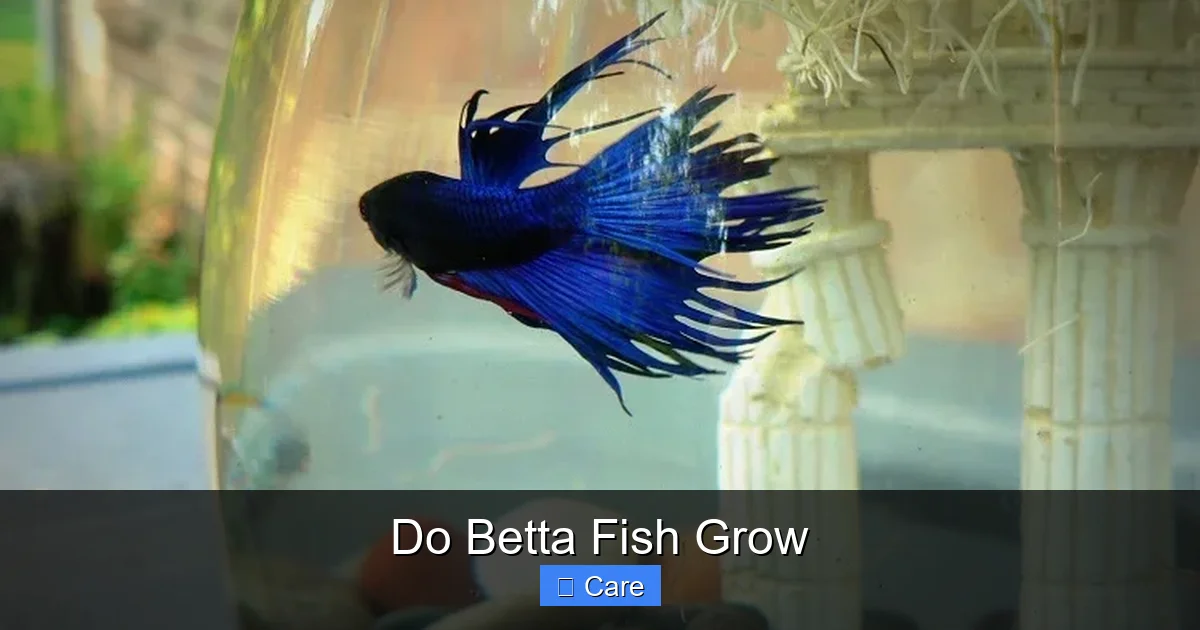 Do Betta Fish Grow