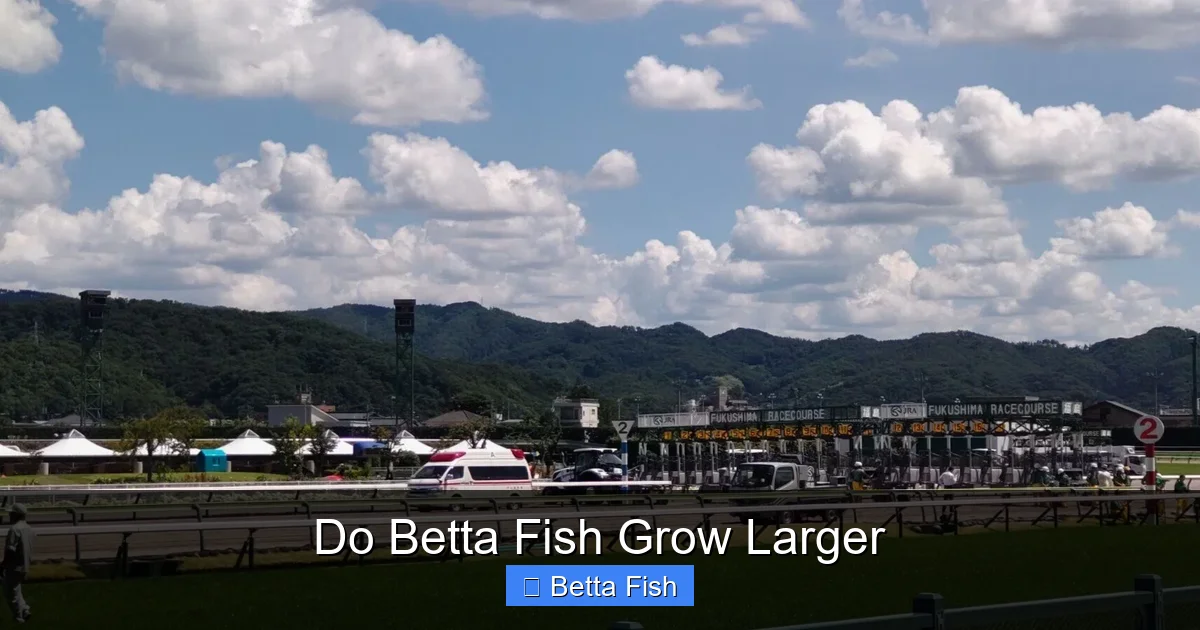 Do Betta Fish Grow Larger