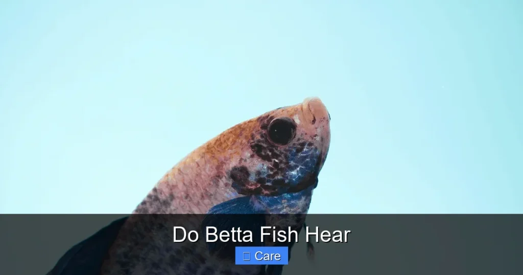 Do Betta Fish Hear