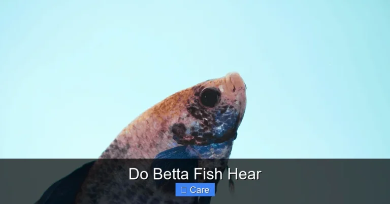 Do Betta Fish Hear
